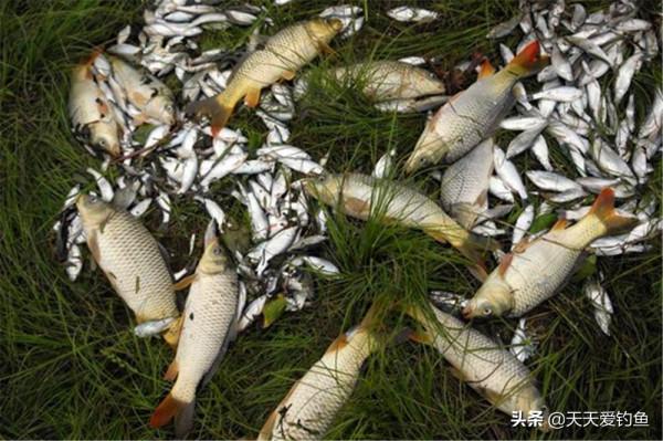 入秋後釣魚,要去大水面釣大魚,秋釣大水面,有5個基本規律 入秋後釣魚,要去大水面釣大魚,秋釣大水面,有5個基本規律