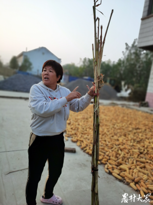 付家村一棵高粱值多少錢？村民：沒法估計…