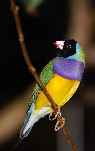 分享一一五彩鳥圖片