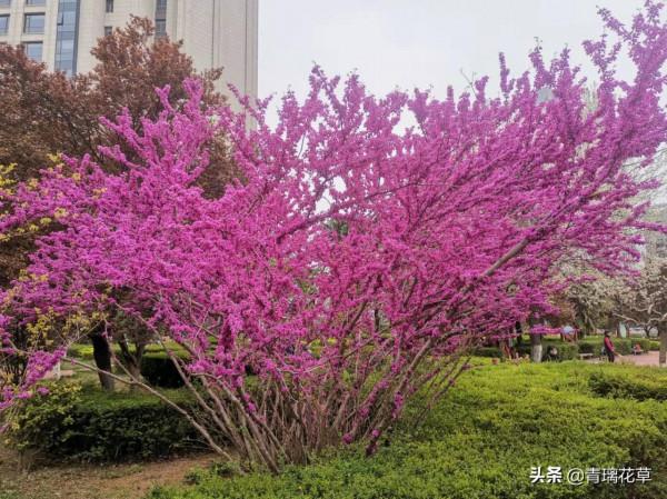 如果有庭院，記得種上這4種“仙樹”，開花時真是迷死人