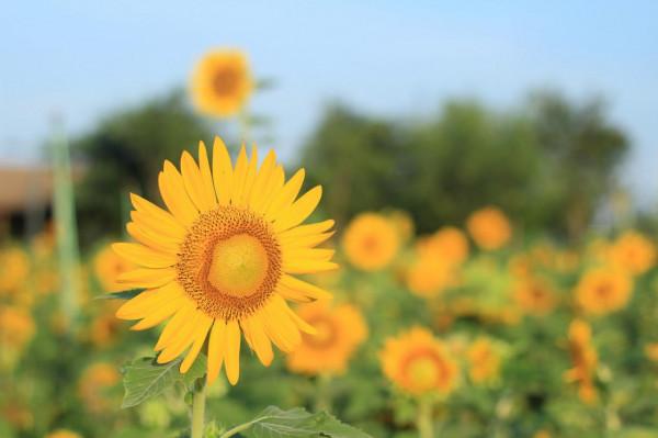 淡淡人生，需開啟靜音模式