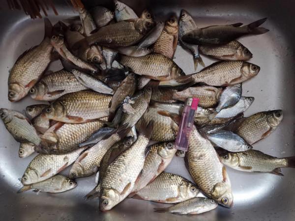 微山湖邊拉板鯽