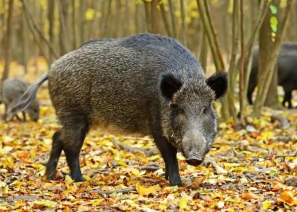 南京局地野豬密度超標，中國人豬矛盾激化，百萬頭野豬咋辦啊