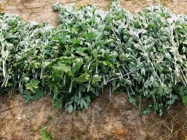 民國的時候,有一件少見的錫器,據說可以在盛夏的時候滅蚊子 民國的時候,有一件少見的錫器,據說可以在盛夏的時候滅蚊子