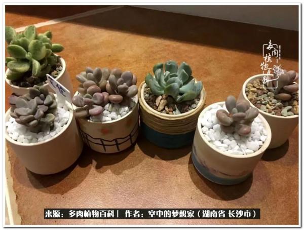 北陽臺黨，也有個多肉花園夢