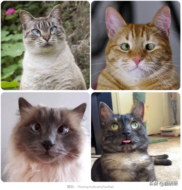 貓咪“鬥雞眼”是咋回事,會影響正常生活嗎? 貓咪“鬥雞眼”是咋回事,會影響正常生活嗎?