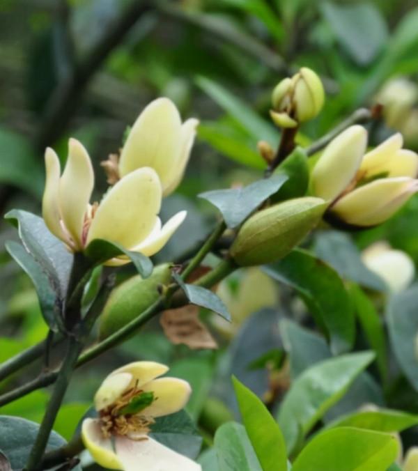 含笑開花美，室內盆栽有技巧，掌握年年都開花，水果香味飄滿屋