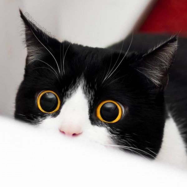 今日份可愛，奶牛貓