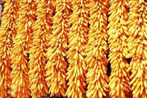 全國玉米價格最新行情