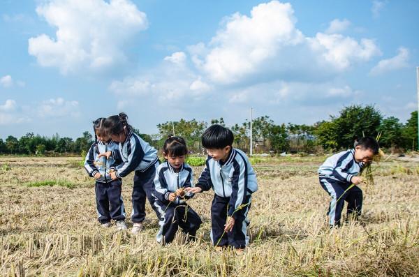 浙江長興：田間拾稻穗勞動知節儉