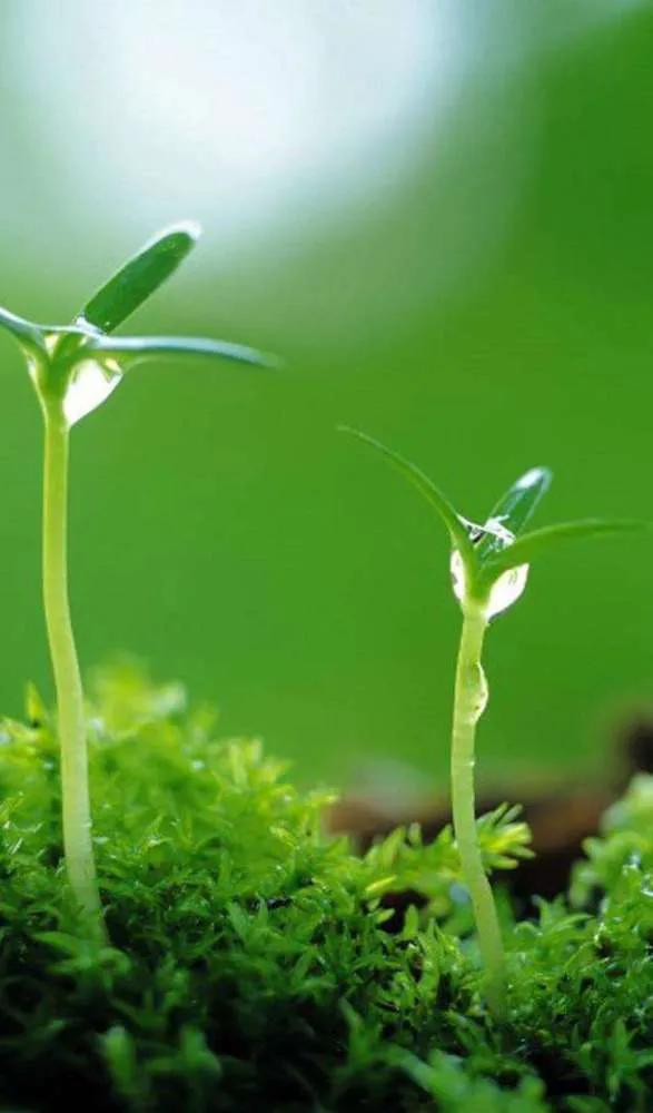 最護眼的綠色桌布 最護眼的綠色桌布