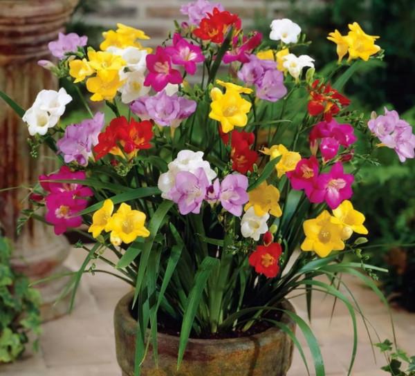 最值得養的5種漂亮花卉,花開時清香四溢,好看又好養 最值得養的5種漂亮花卉,花開時清香四溢,好看又好養