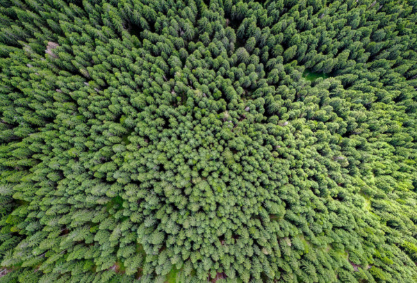 地球正在變綠？原因在中國和印度，專家卻對印度的“綠”十分擔憂