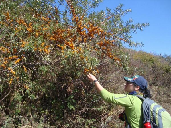 20種美味的野果子,你還記得幾種?一起來認識下,漲知識不吃虧 20種美味的野果子,你還記得幾種?一起來認識下,漲知識不吃虧