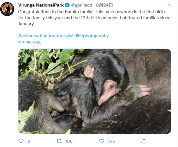 全世界最會凹造型的大猩猩，被“奶爸”呵護14年後，還是去世了