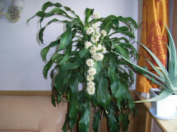 巴西木不必一直“泡水”,得學會修剪、追肥,促進生根,土栽更好 巴西木不必一直“泡水”,得學會修剪、追肥,促進生根,土栽更好