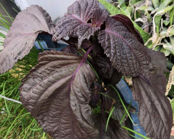 這3種常見植物最懂得“感恩”，人養著它，它則守護著主人的健康