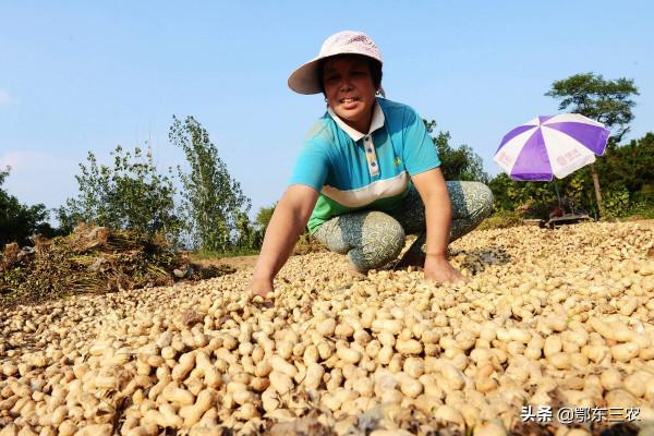 農戶是賣花生果划算，還是賣花生仁划算，老人的經驗太豐富了