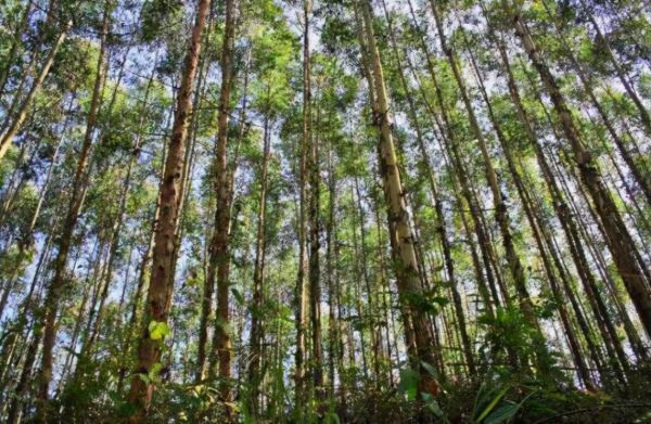為什麼地球上沒有進化出會噴火的動物？