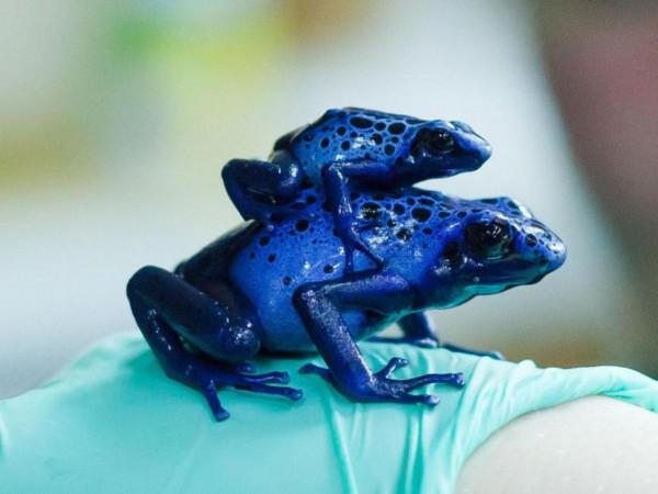 動物界的大毒梟，一克毒能讓15000人喪命，也只是大自然的搬運工