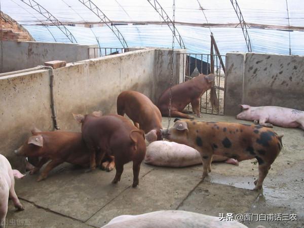 浙江一頭“天價豬”賣到3000萬，這到底是什麼神豬呢？