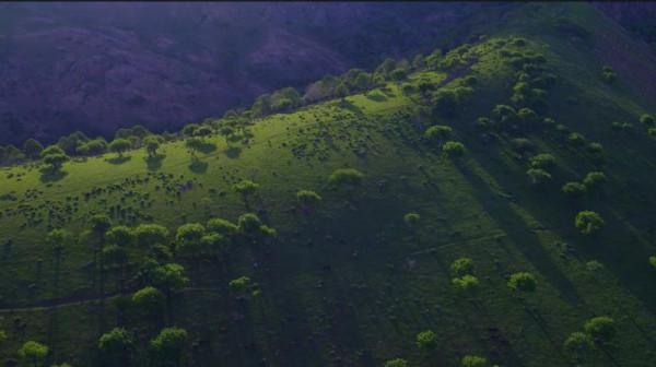 萬人說新疆丨額敏縣野果林：草綠花燦 美景如畫