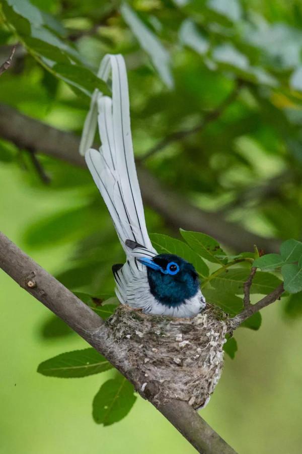 一支清新美麗的，壽帶鳥，尾巴長長，仙氣飄飄，美得像仙女