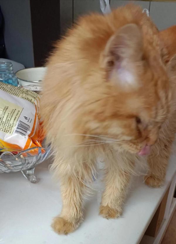 被送養後的成年貓,輾轉回家的路好難 被送養後的成年貓,輾轉回家的路好難