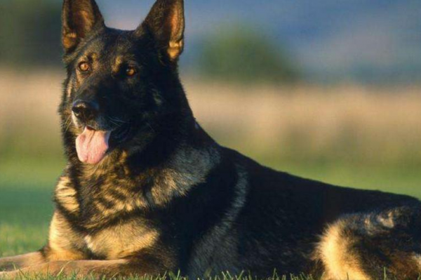 世界上被明令禁養的6大最兇猛的犬種,見到躲遠點!保護好生命 世界上被明令禁養的6大最兇猛的犬種,見到躲遠點!保護好生命