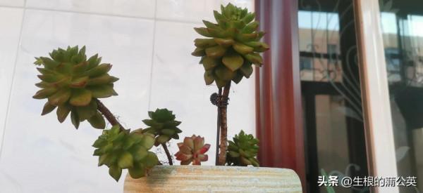 透過我的慘痛經驗，看看這四種多肉的抗寒能力