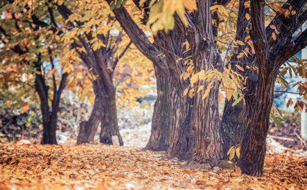 聊一下中醫四燥,秋燥來襲,咽乾咳嗽,常備兩碗湯 聊一下中醫四燥,秋燥來襲,咽乾咳嗽,常備兩碗湯