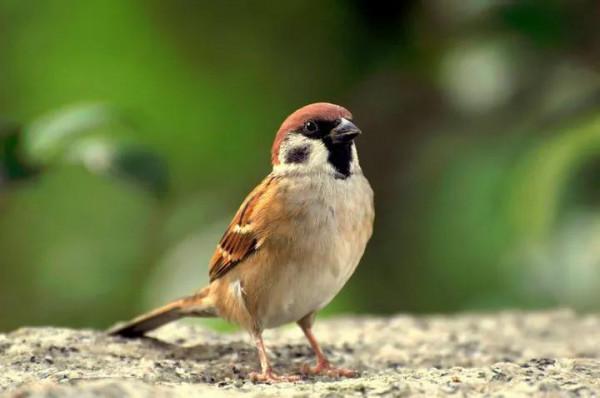 七十年代農村那些熟悉的鳥兒