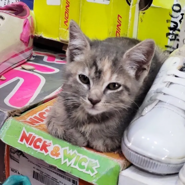 好勤勞的貓貓，小小年紀就出來打工補貼家用了