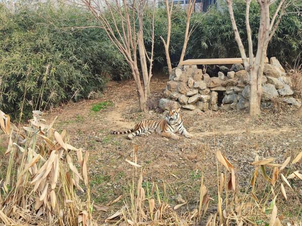 真假老虎齊上陣 虎年生肖氛圍濃