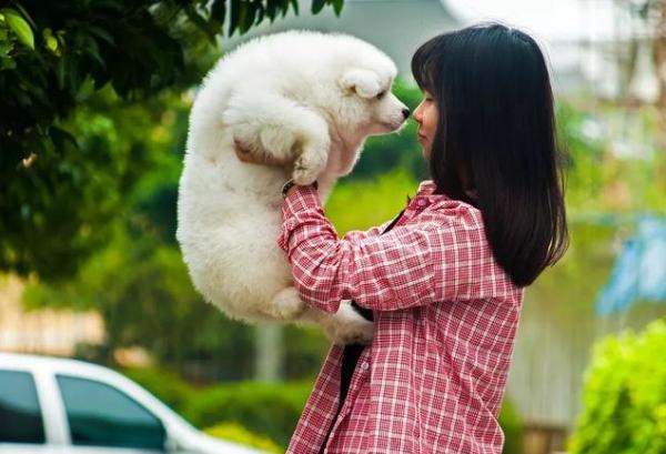 想毀掉一段關係,就送對方一隻“薩摩耶犬” 想毀掉一段關係,就送對方一隻“薩摩耶犬”