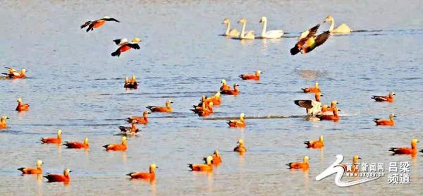 又到候鳥遷徙時