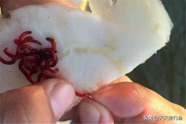 冬季的鯽魚有這4個典型習性，技巧跟著習性走，氣溫再低也能爆護