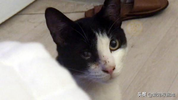 餵了一隻流浪貓，貓媽媽多次送孩子上門，小貓被收留後它選擇離開