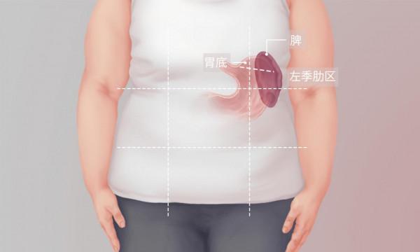 脾臟位置在哪裡