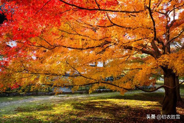 明麗落葉詩六首,葉落歸根,秋到任他林落葉,春來從你樹開花 明麗落葉詩六首,葉落歸根,秋到任他林落葉,春來從你樹開花