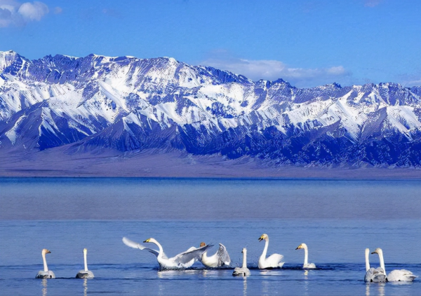 新疆深處的明珠,天鵝常在裡面跳舞,被稱“太平洋最後一滴眼淚” 新疆深處的明珠,天鵝常在裡面跳舞,被稱“太平洋最後一滴眼淚”