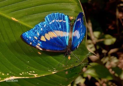 李西的神奇動物就在你我身邊——世界八大名貴蝴蝶