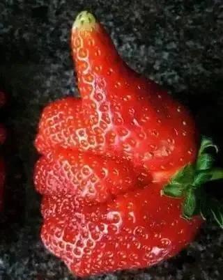 大自然真是無奇不有啊!快來看看畸形的果蔬吧 大自然真是無奇不有啊!快來看看畸形的果蔬吧