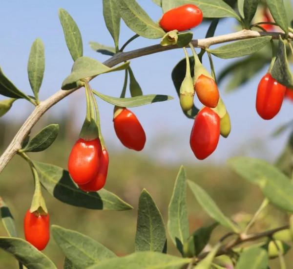 中藥裡的“全身是寶”系列之（四）——枸杞