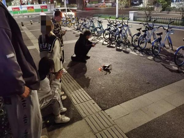 為救一隻奶貓，出動了無人機