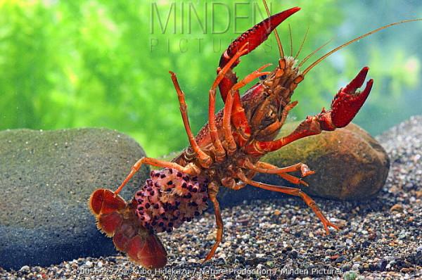 入侵我國最成功的物種？南方水域繁衍40年，有人卻誤以為它是草魚