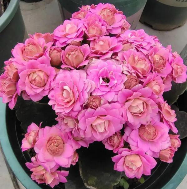九月逛花市,這些花可以“閉眼入”,都是吉祥好養的“時令花” 九月逛花市,這些花可以“閉眼入”,都是吉祥好養的“時令花”