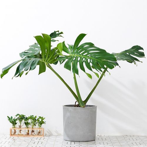 家庭養護綠植的時候，為什麼會出現黃葉枯萎的情況呢