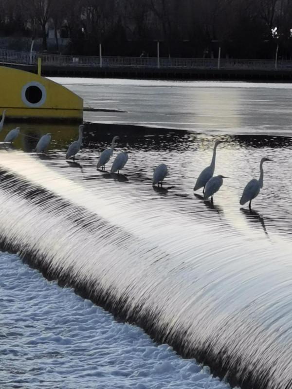 汾河上的小精靈