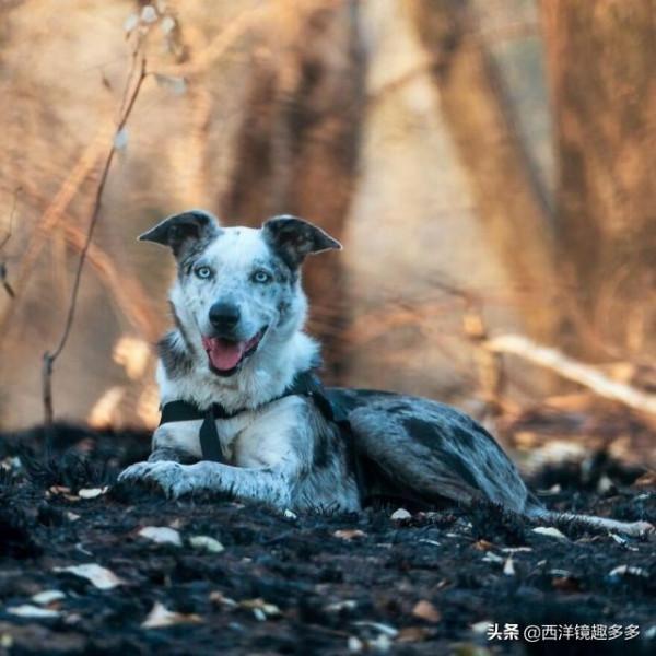 勇救100多隻考拉!英雄搜救犬,被國際動物組織授予金牌表彰 勇救100多隻考拉!英雄搜救犬,被國際動物組織授予金牌表彰
